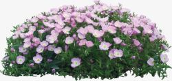 鲜花草圈紫薇花丛高清图片