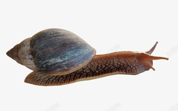 慢爬行蜗牛png免抠素材_新图网 https://ixintu.com 可爱 爬行 素材 蜗牛 蜗牛的房子 赛跑