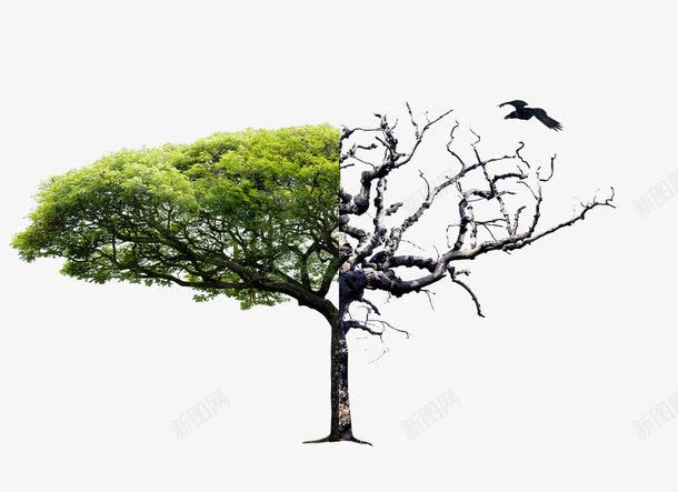 双色树干png免抠素材_新图网 https://ixintu.com 大树 干枯树藤 招贴 枯树藤 植物 环保 绿化 绿色