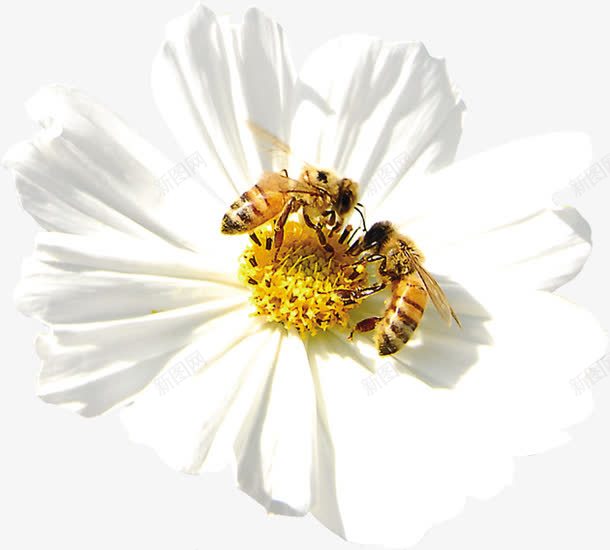 春天清新白色花朵蜜蜂png免抠素材_新图网 https://ixintu.com 春天 清新 白色 花朵 蜂类 蜜蜂