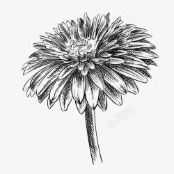 黑白线条花手绘黑白菊花高清图片