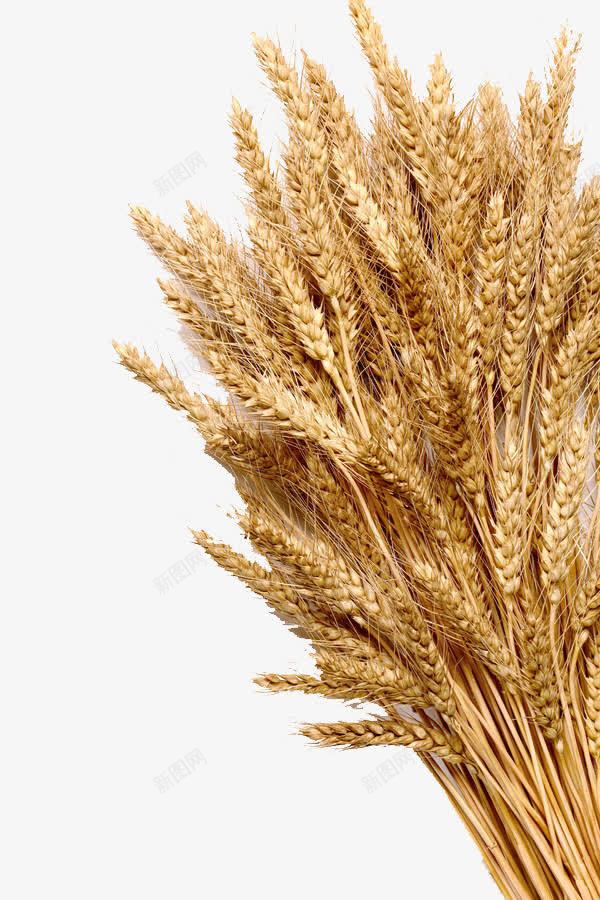 成熟的麦穗png免抠素材_新图网 https://ixintu.com 丰收 秋季 金色 麦子 麦穗