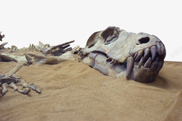 埋在黄沙里的恐龙化石实物png免抠素材_新图网 https://ixintu.com 价值 古生物 埋葬 恐龙 沙子 珍贵 生物化石 石头 科学家 科研 考研 遗体 骨头