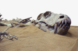 埋在黄沙里的恐龙化石实物素材
