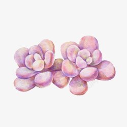 紫色多肉植物桃蛋高清图片