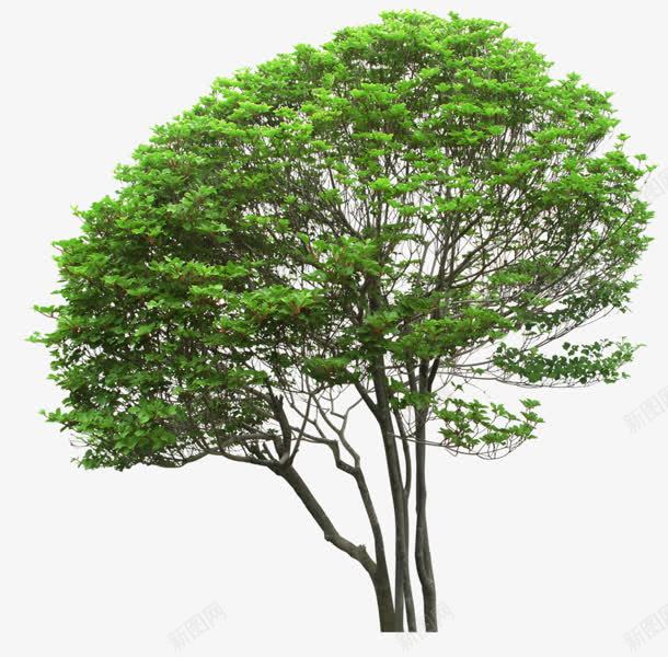 绿色树木立面书植物png免抠素材_新图网 https://ixintu.com psd植物立面 树木 植物 立面 绿色