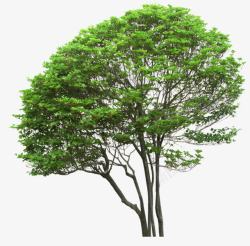 绿色树木立面书植物素材
