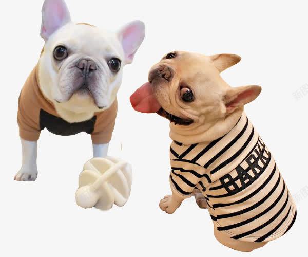 家养型犬png免抠素材_新图网 https://ixintu.com 可爱 小型 服饰装扮 法斗 温和