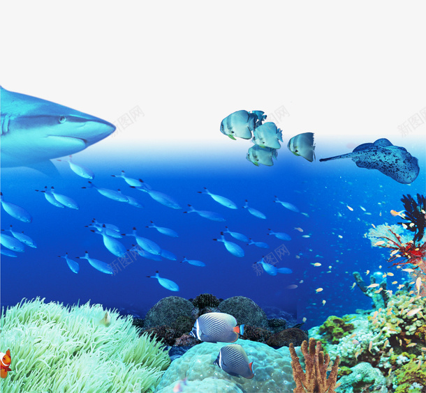 蓝色海洋生态png免抠素材_新图网 https://ixintu.com 水族馆 海底 海底世界 海洋 珊瑚 生态 鱼 鲨鱼