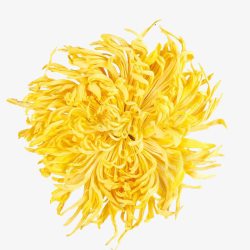 黄色的金丝菊俯拍一朵黄色金丝菊高清图片