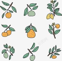 柑橘类水果手绘小清新多种柑橘类水果高清图片