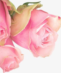 粉色玫瑰淘宝首页模板素材