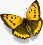 黄色卡通蝴蝶创意春天素材