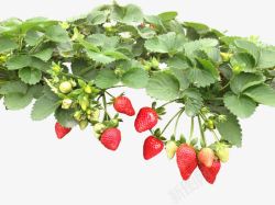 草莓树组合实物草莓树叶子高清图片