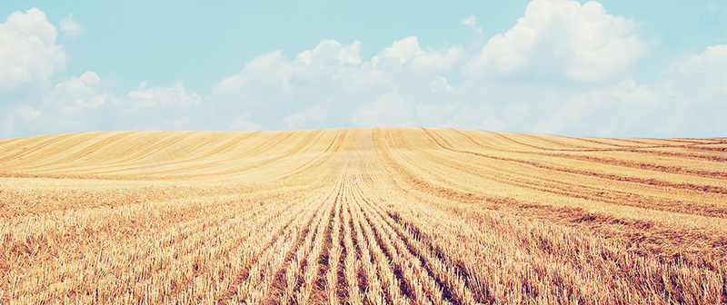 丰收的麦田背景背景