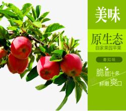 绿色苹果树新鲜水果高清图片