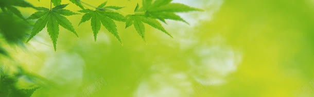 树叶背景jpg设计背景_新图网 https://ixintu.com 春天 春季 树叶 树枝 海报背景 绿意 绿色