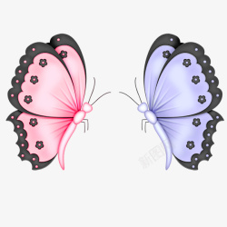 彩蝶两只不同颜色的蝴蝶高清图片