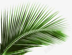 绿色植物棕榈叶素材