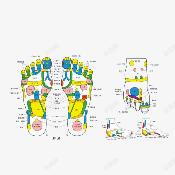 脚掌穴位彩色图png免抠素材_新图网 https://ixintu.com 彩色图案 穴位 粉嫩足底 脚底 脚背 足底 足疗