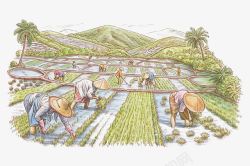 农地耕种插图手绘插图农地种植水稻高清图片
