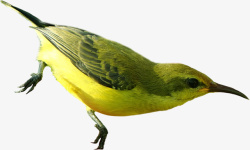 活泼动物一直黄绿色的小鸟高清图片