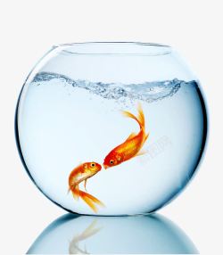 玻璃鱼缸在鱼缸里自由自在的鱼高清图片