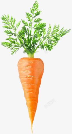 蔬菜叶手绘胡萝卜高清图片
