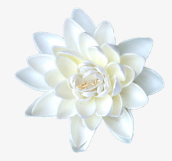 花开花白瓷绽放白色睡莲高清图片