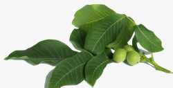 绿色零食品绿色核桃树树枝上核桃果高清图片