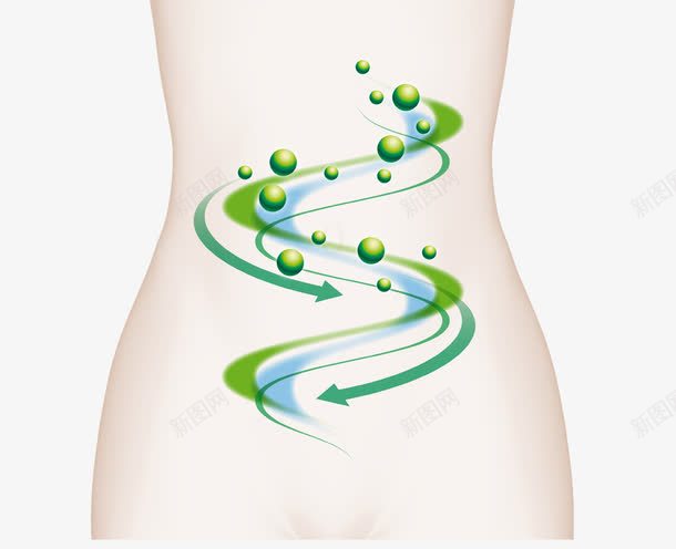 人物肠道png免抠素材_新图网 https://ixintu.com 女性身体 循环 手绘 肠胃 身体