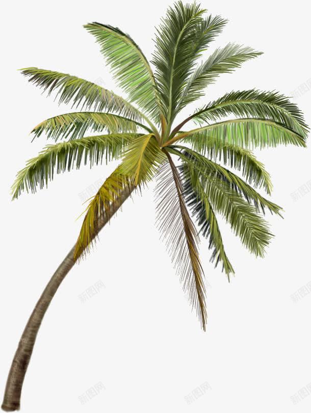 三亚风景区的椰子树png免抠素材_新图网 https://ixintu.com 三亚 椰子树 风景区