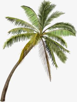 三亚风景区的椰子树素材