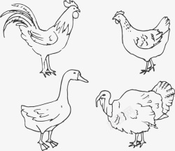 手绘烤鹅手绘线描鸡鸭鹅高清图片