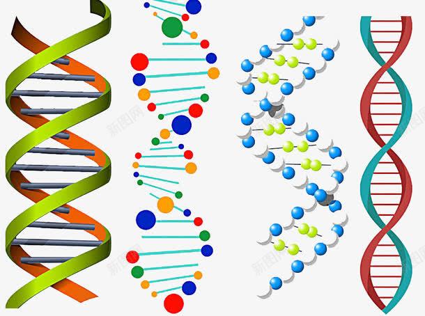 彩色DNA双螺旋图形png免抠素材_新图网 https://ixintu.com DNA双螺旋 可爱 基因 实验 彩色 科研 遗传