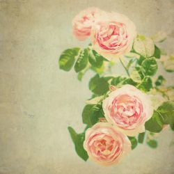 复古化油画玫瑰高清图片