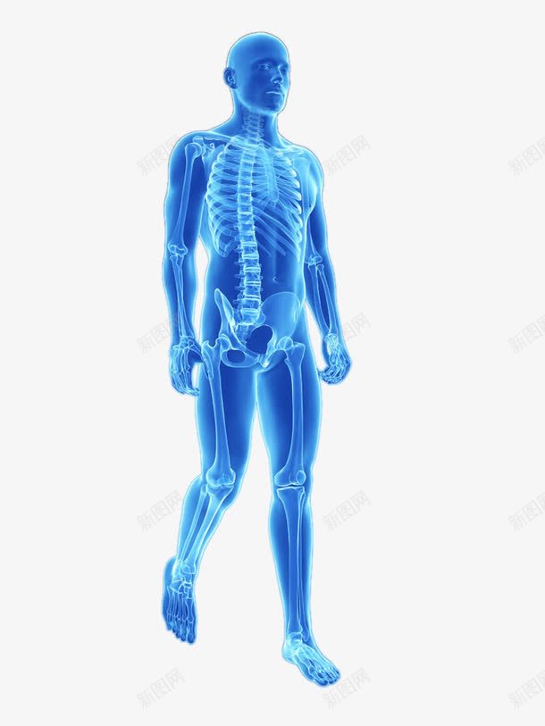 人体结构图png免抠素材_新图网 https://ixintu.com 人体 人体结构图 人体肌肉骨骼 蓝色 骨头 骨骼 骷髅