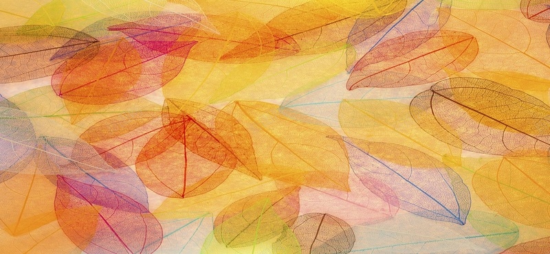 彩色树叶纹理背景jpg设计背景_新图网 https://ixintu.com 彩色树叶 海报banner 纹理 质感