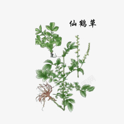 草药药材草本艾柱草药仙鹤草高清图片