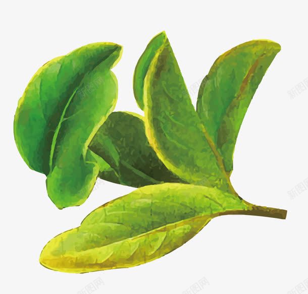 茶叶png免抠素材_新图网 https://ixintu.com 叶子 手绘 植物 矢量叶子 绿叶 绿色 茶叶 装饰植物