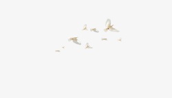 大自然风景和平的白鸽高清图片