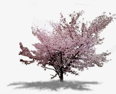 摄影在春天开花的桃树png免抠素材_新图网 https://ixintu.com 开花 摄影 春天 桃树