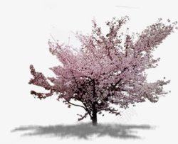 摄影在春天开花的桃树素材