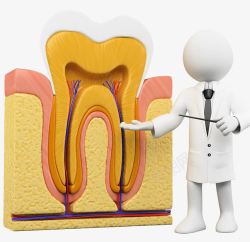 牙床牙齿结构模型高清图片
