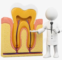 牙齿结构力牙齿结构模型高清图片