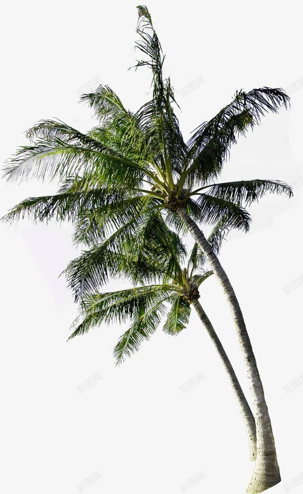沙滩海岛绿色椰子树png免抠素材_新图网 https://ixintu.com 椰子树 沙滩 海岛 海岛小船 绿色
