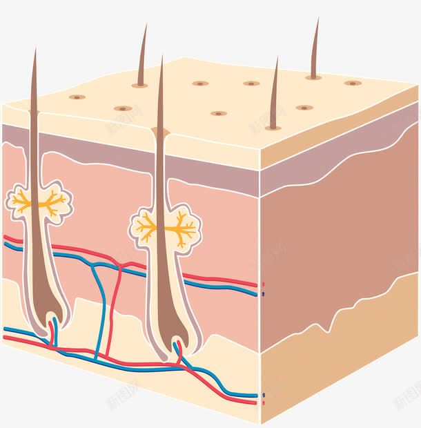 皮脂汗腺细胞png免抠素材_新图网 https://ixintu.com 横切面 毛囊 毛细血管 皮肤结构 面部皮肤结构