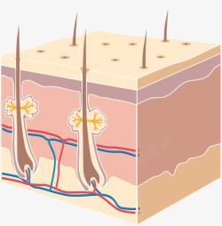 毛细血管皮脂汗腺细胞高清图片