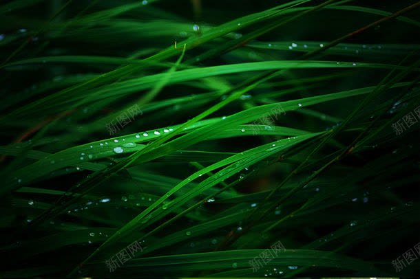 带着露珠的植物草背景背景图片免费下载 素材7xjepvupa 新图网 带着露珠的植物草背景背景图片免费下载 素材7xjepvupa 新图网