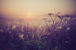 清晨的太阳美丽草地早晨风景高清图片